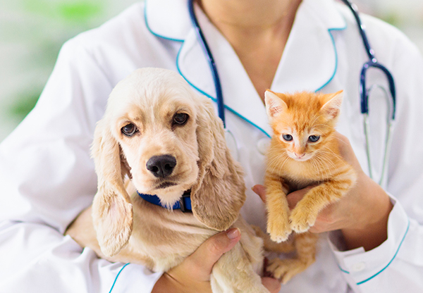 Här är nya djurskyddsreglerna för hund och katt