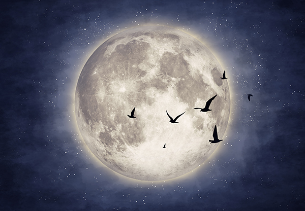 Fåglar flyttar tio dagar efter fullmåne