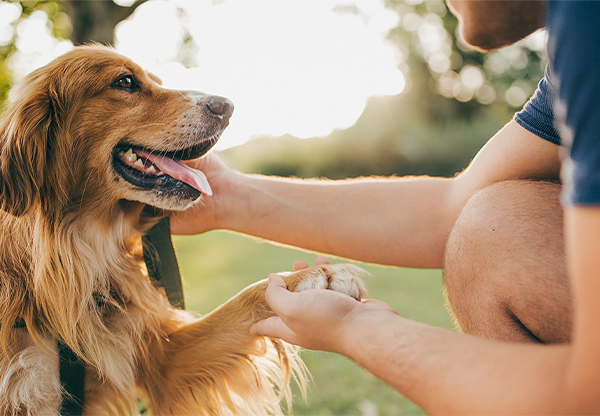 Inte bara människans bästa vän – hundar är även bra för hjärtat