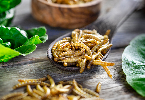 Är du villig att äta insekter – för klimatet?