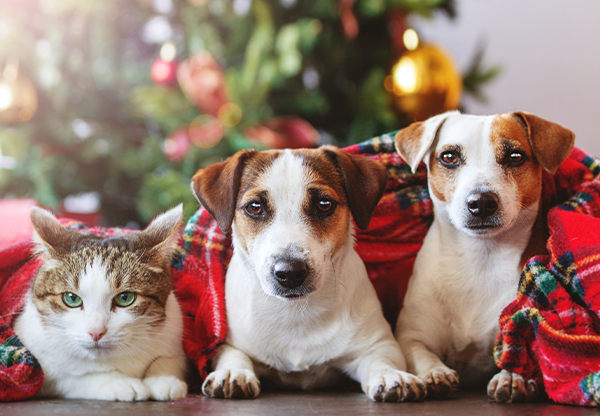 Tips för en god och säker jul för katt och hund