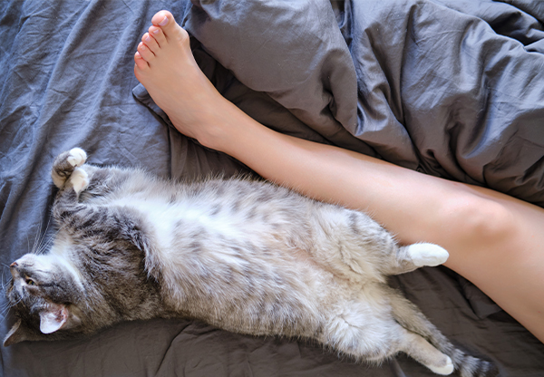Låta katten sova i din säng – bra eller dåligt?