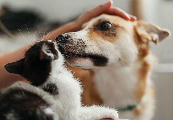 Kel med husdjur i coronatider ökar våra oxytocinnivåer