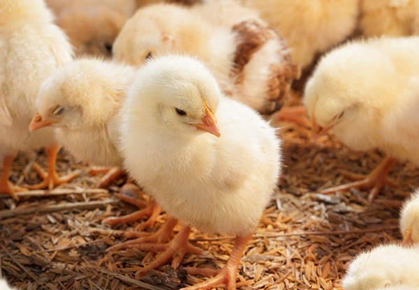 Därför är det bra att vårt kycklingätande minskar