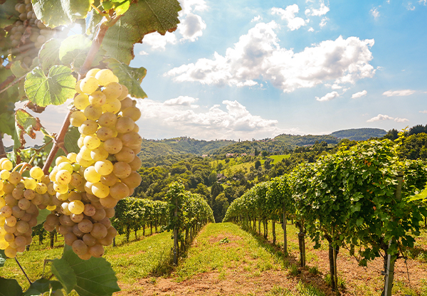 Ekologiska viner och naturviner – vad är skillnaden?