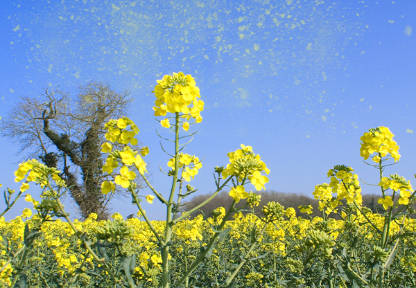 Klimatkrisen ger svårare pollensäsonger