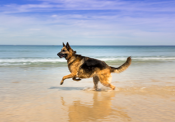 6 sommarfaror för din hund att undvika