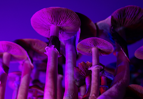 Forskning: Så kan magiska svampar hjälpa vid depression