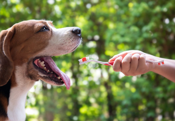 8 av 10 hundar har problem med tandlossning