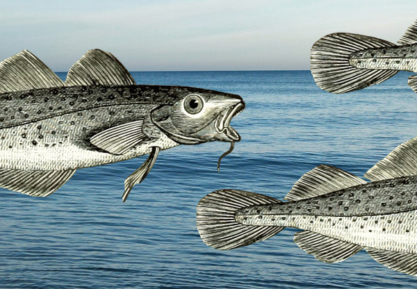 Endast tre av 13 fiskarter i Östersjön får grönt ljus