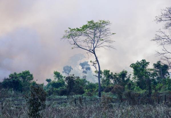 ”Självklart kan du påverka bränderna i Amazonas!”