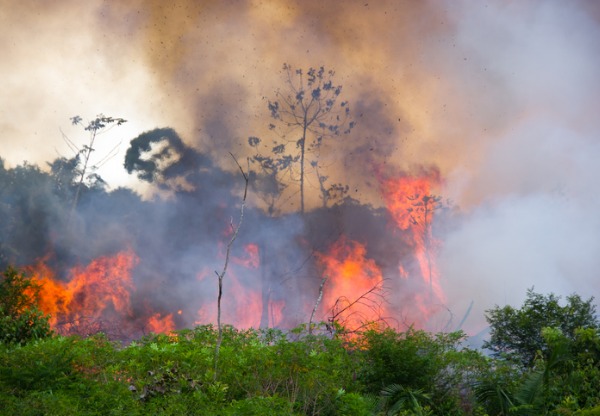 Amazonas regnskog brinner i rekordfart