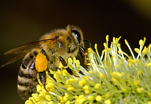 Bekämpningsmedel som dödar bin förbjuds