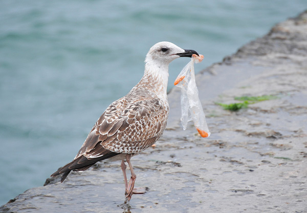 EU-kommissionen tar krafttag för att minska mängden plast i naturen