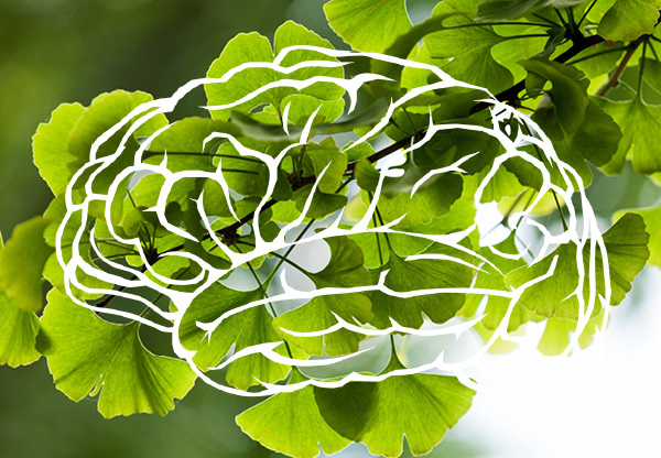 Cognitive Potential of Ginkgo Biloba Cognitive Potential of Ginkgo Biloba