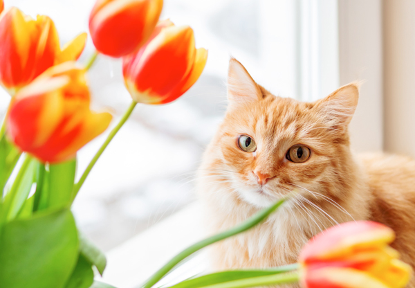 Vilka växter är giftiga – och vilka är säkra för din katt?