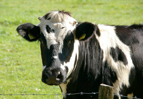 Kött- och mjölkproduktion – ett växande miljöproblem