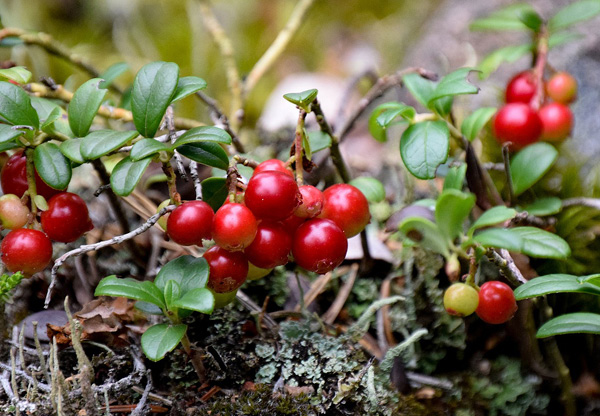 Lingon – de svenska skogarnas eget superbär