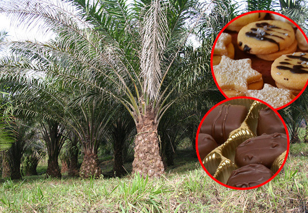 Julgodiset är inte så oskyldigt som du tror – vägra palmolja!