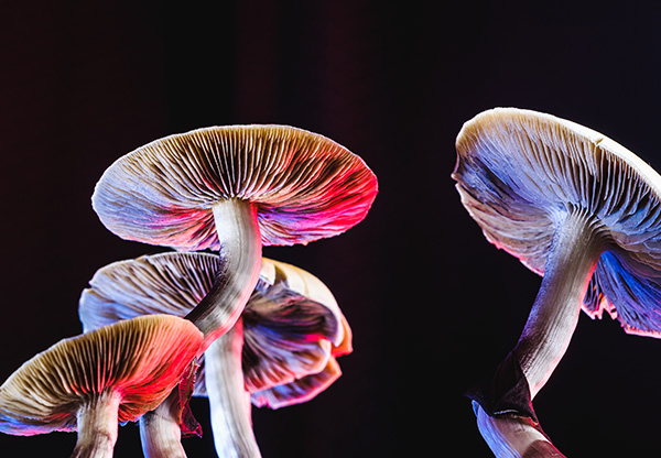 Ny studie: Psykedeliska svampar kan hjälpa deprimerade
