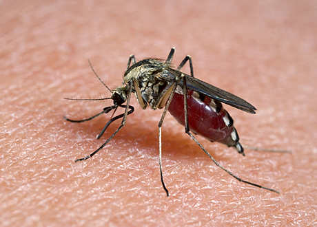 5 naturliga sätt att slippa myggen