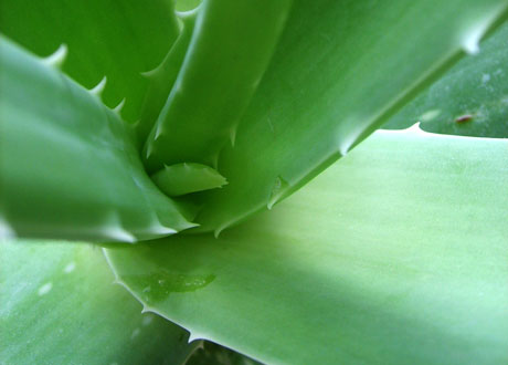 Aloe vera hjälper mot IBS