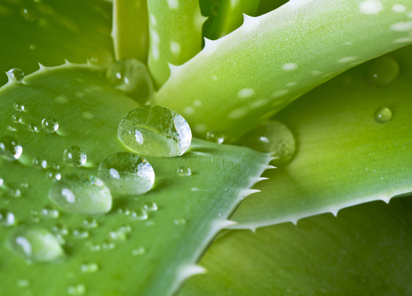 Aloe vera – läker in- och utvärtes