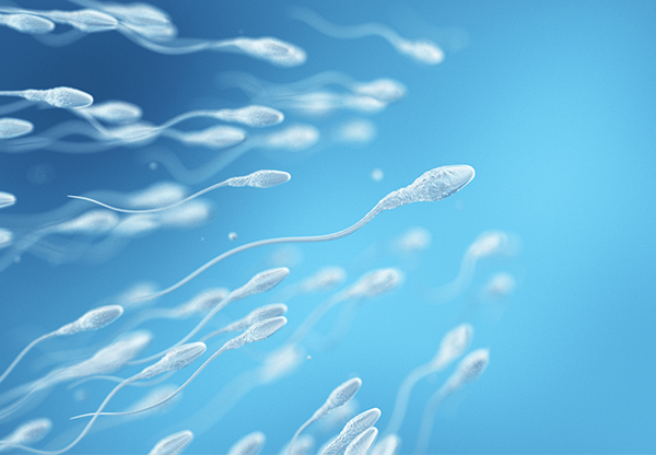 Forskning: Ägg kan välja spermier