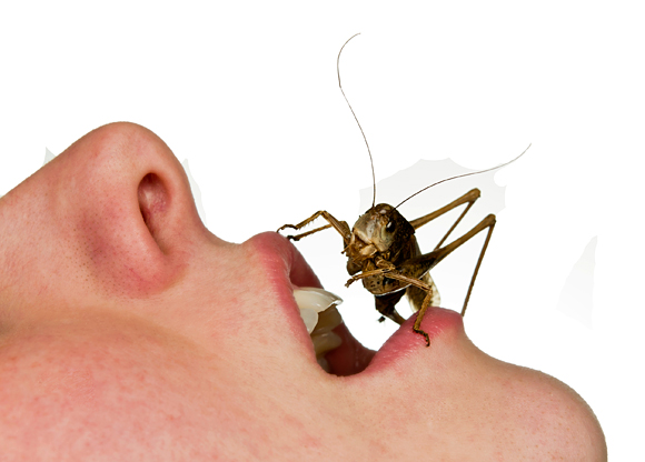 Maskar och insekter – framtidens mat! Spås ha slagit igenom inom två år