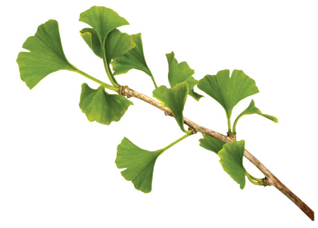 Bilobaträdets blad hjälper mot cirkulationsproblem