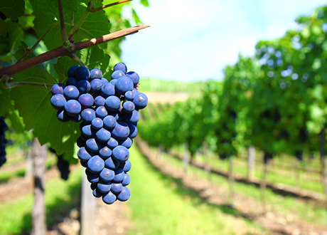 Är ekologiskt vin verkligen bättre? Här är 7 svar om ekodrycker