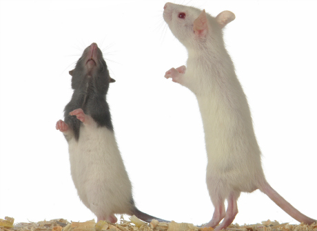 Ny forskning: Empatiska råttor väljer vän före choklad