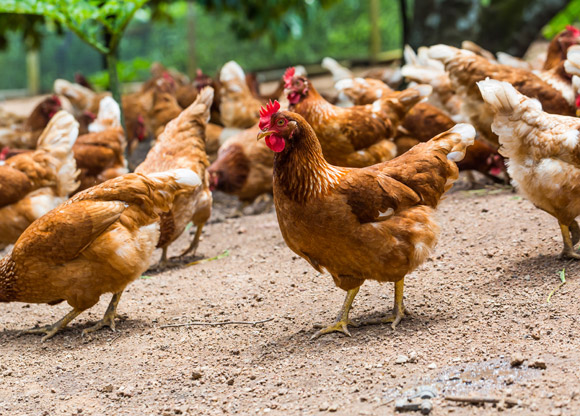 Jordbruksverket censurerade orsak bakom utbrott av kycklingsmitta