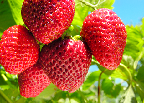 6 hälsoskäl att jordgubbsfrossa