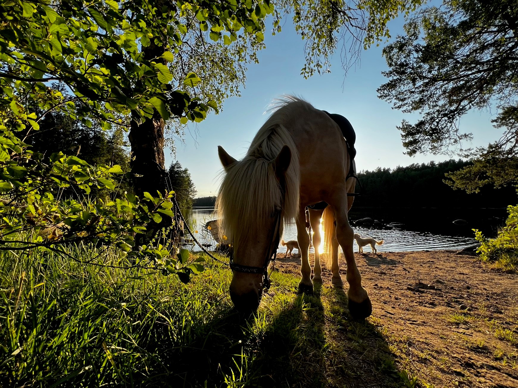 Yoga och turridning