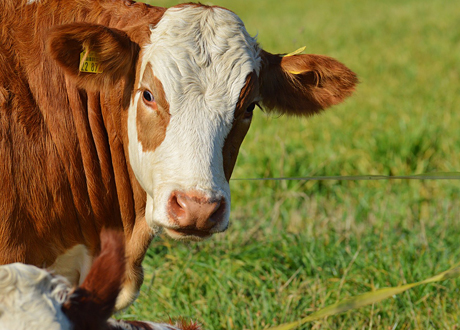WWF: Ökad antibiotikaresistens – undvik importkött och ät mer vego!