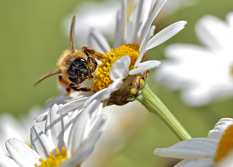 Naturlig hjälp vid pollenallergi