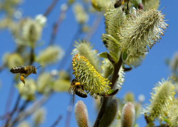 7 tips på naturlig hjälp vid pollenallergi