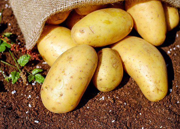 Ny skräddarsydd GMO-potatis får odlas utan särskilt GMO-tillstånd