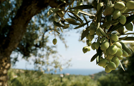 Olivbladens starka hälsoeffekter