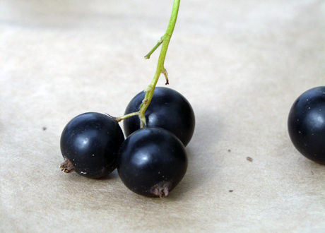Svarta vinbär – en bortglömd C-vitaminbomb