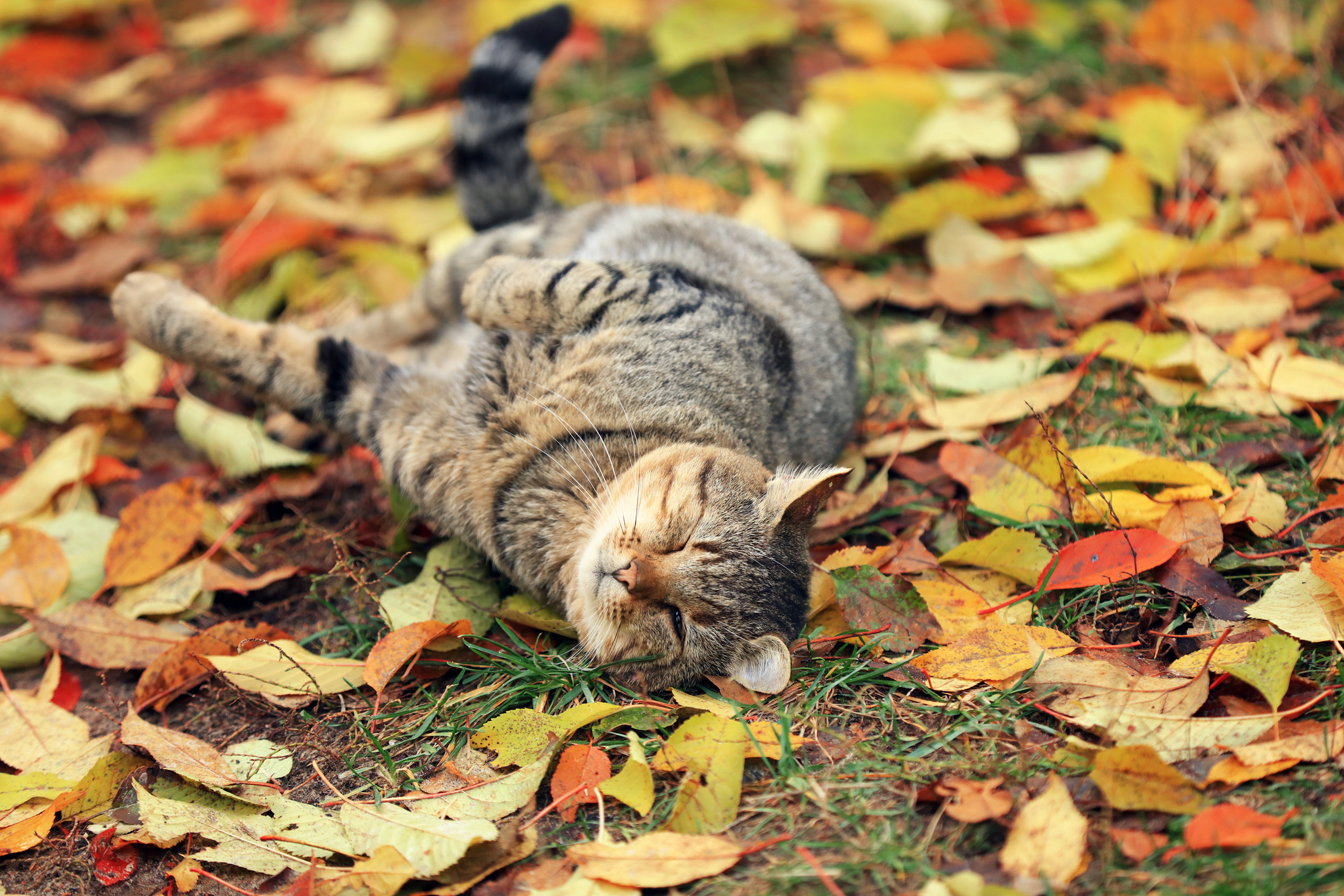Grårandig katt ligger på marken bland höstlöv