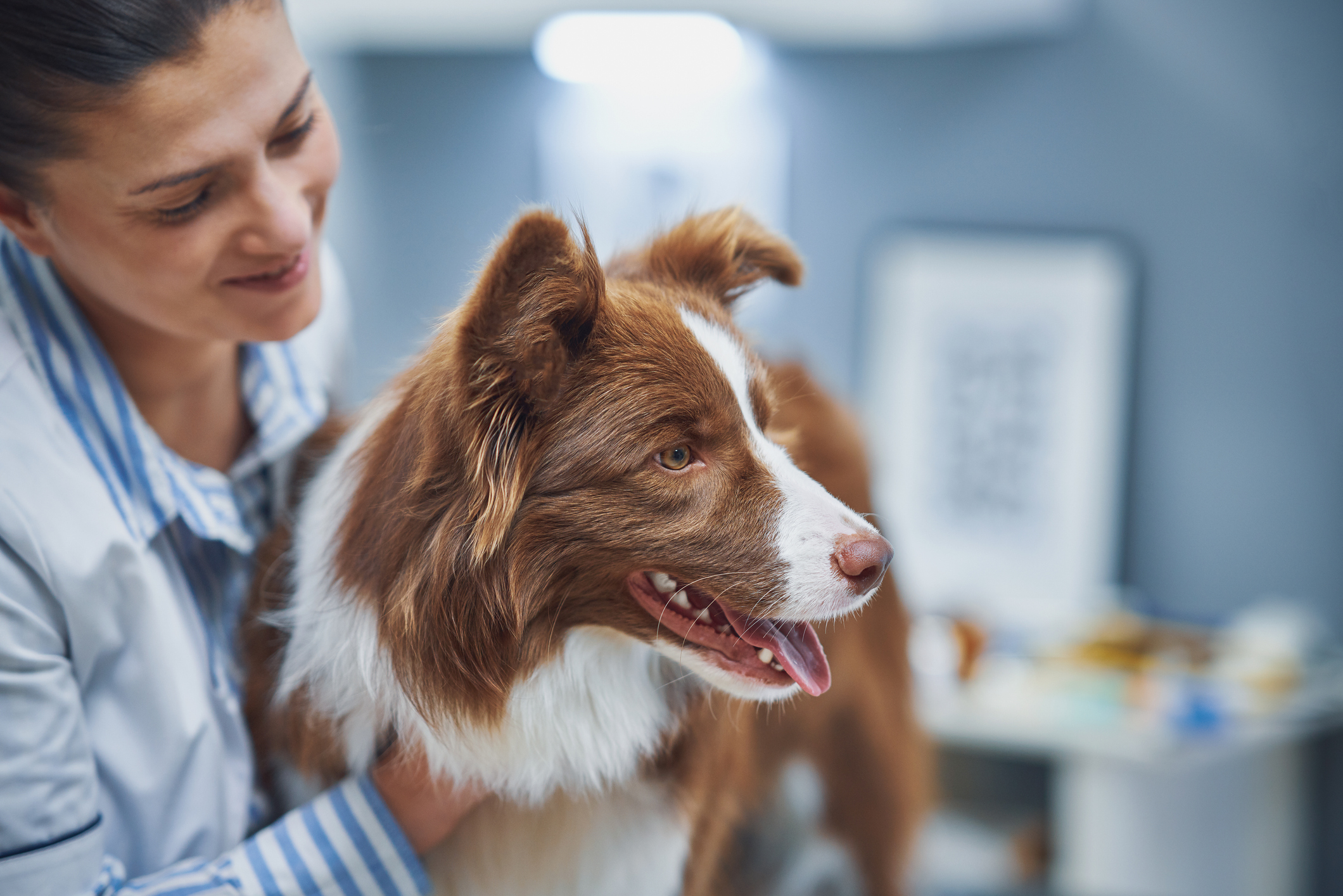 Brun border collie med kvinna på läkarkontroll