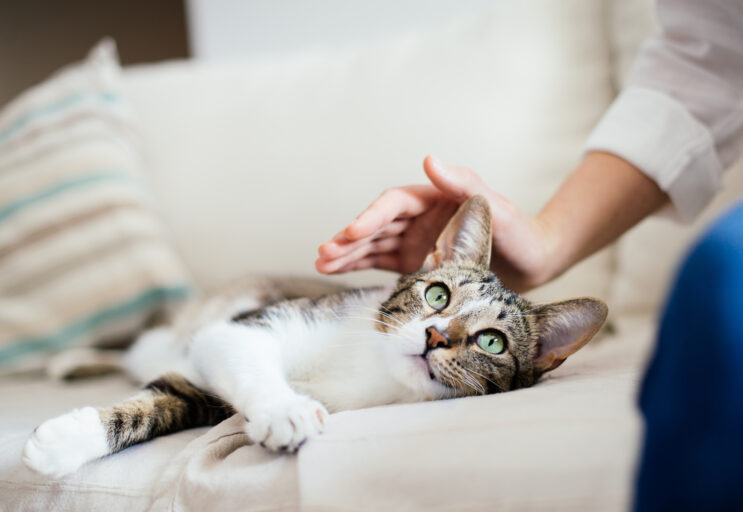 Grå och vit katt blir klappad av kvinnna