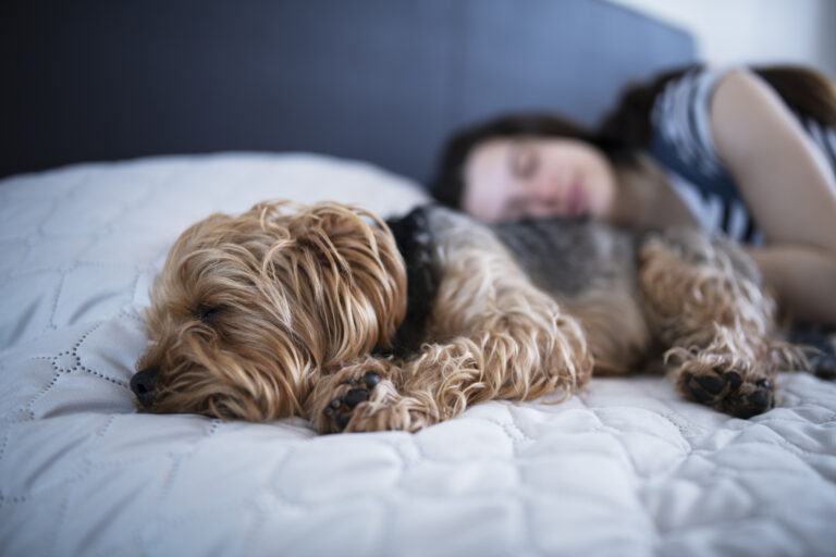 Kvinna sover med hund i sängen