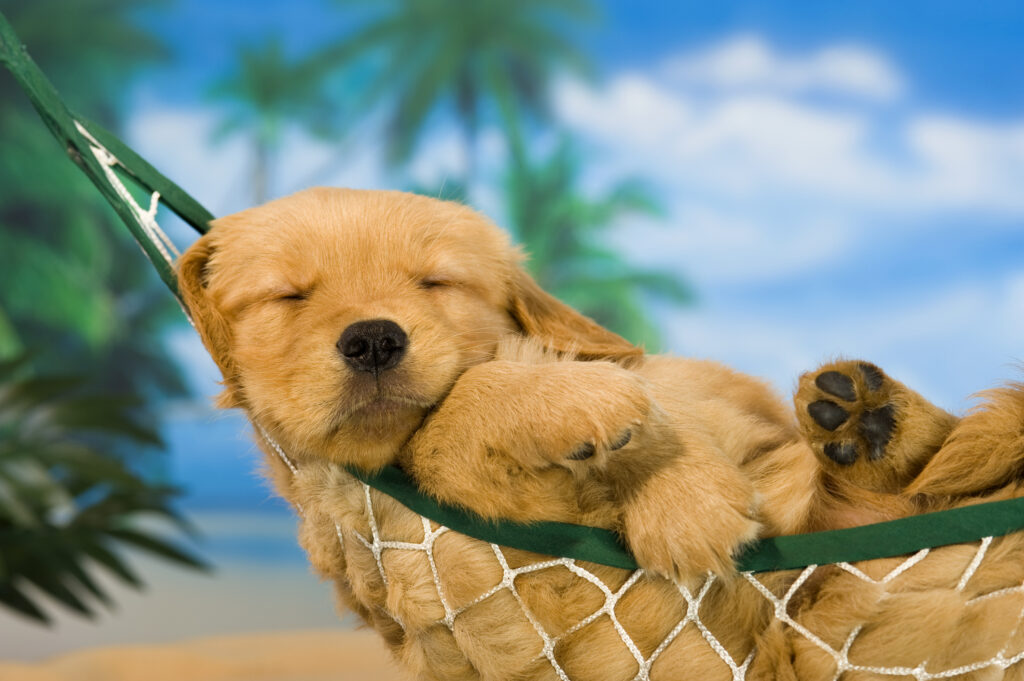 Söt golden retriever valp sover i hängmatta