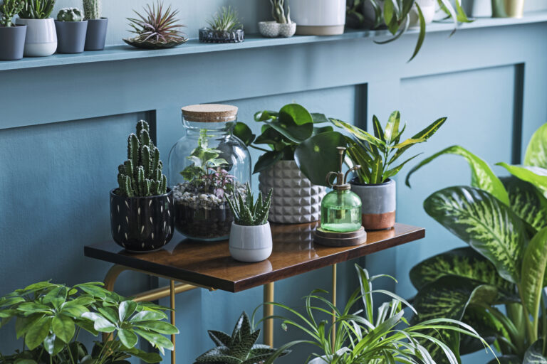 Gröna växter i ett hem, mot blågrön vägg