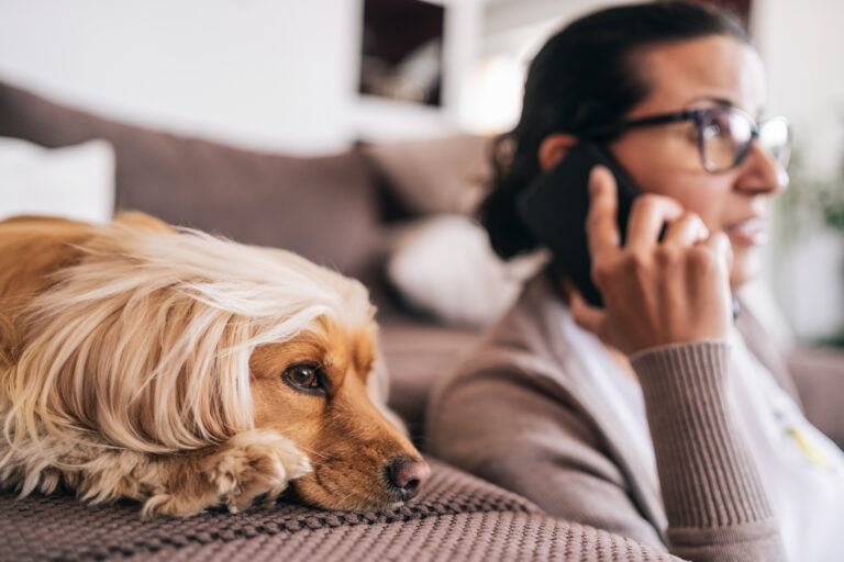 Hund på soffa bredvid kvinna som pratar i mobilen