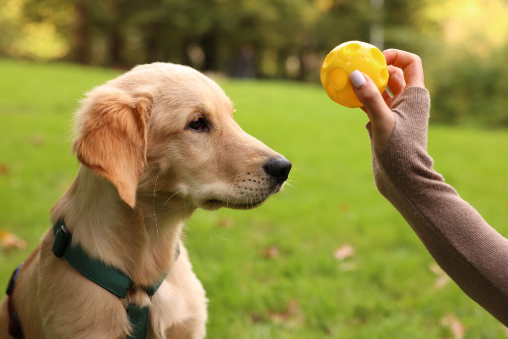 Hund tittar på gul liten boll som ägaren håller i sin hand