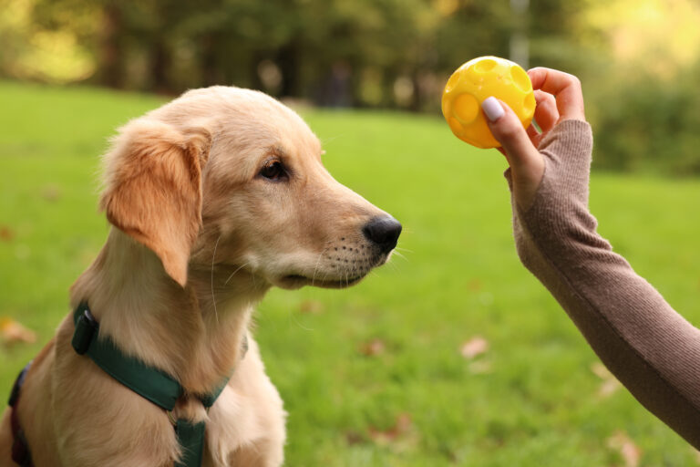 Hund tittar på gul liten boll som ägaren håller i sin hand